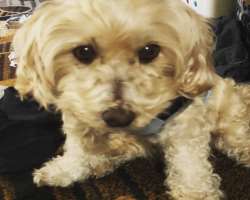 His dog Harvey passed away in September 2021.